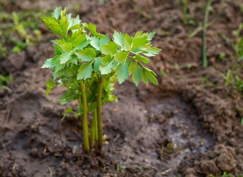 Młody lubczyk wymaga częstego podlewania.