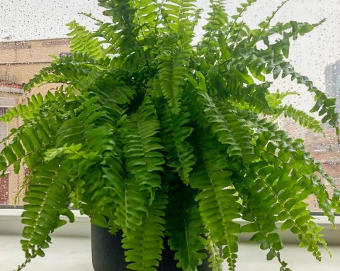 Jesienią i zimą paprotki nie powinno się nawozić. Mam inny sposób, żeby była bujna i zielona