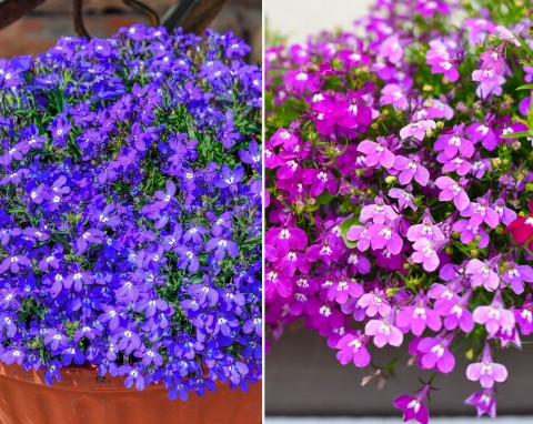 Lobelia – zjawiskowy kwiat na balkon i taras. Jak pielęgnować lobelię?