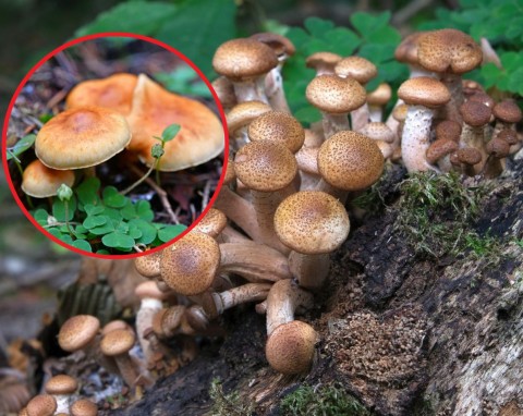W lasach jest ich teraz bardzo dużo. Jak rozpoznać opieńki jadalne, jak nie zatruć się tym grzybem?