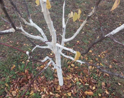 Ostatnie nawożenie drzew owocowych przed zimowaniem. Potas, fosfor, bor i naturalne dokarmiacze