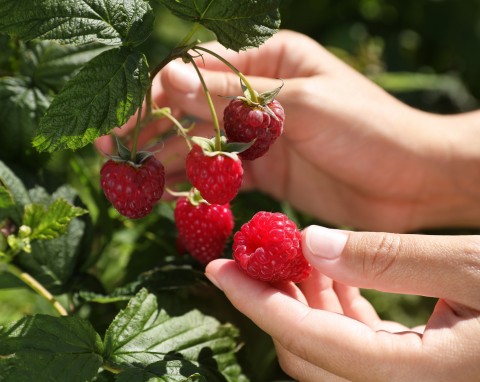 Pełna witamin, słodka i aromatyczna. Malina olbrzymia – sadzenie i pielęgnacja