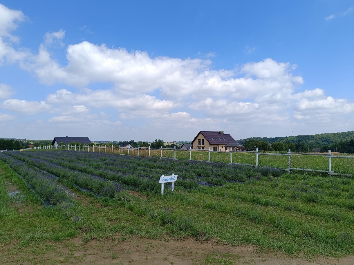 Rośliny, Słoneczna Lawenda