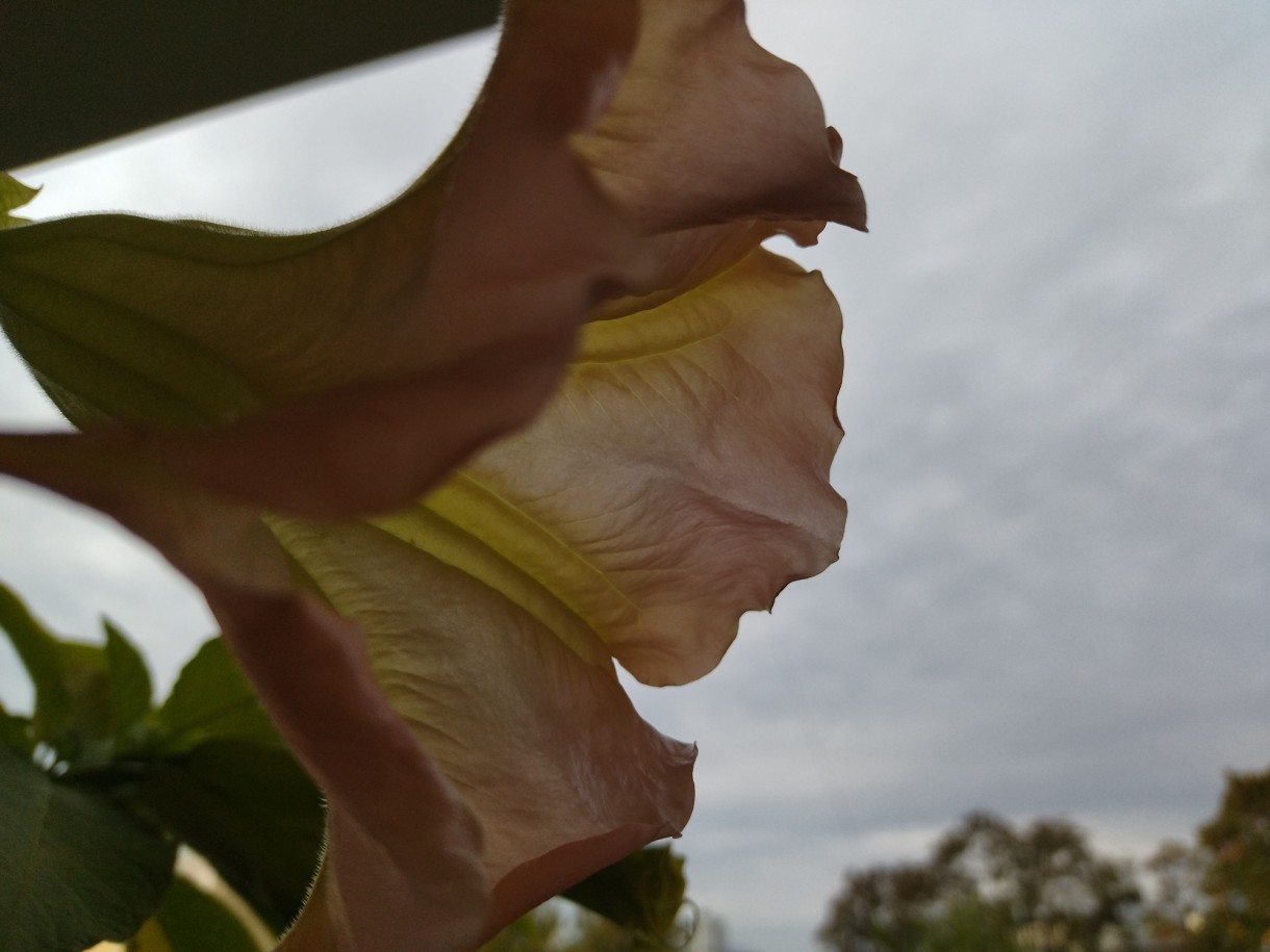 Rośliny, Jesienna galeria..... - ...................i datura..................