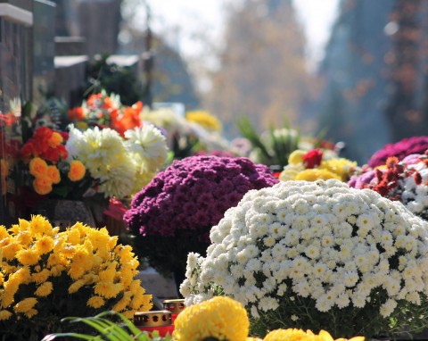 Jak często podlewać chryzantemy, by zapewnić im obfite kwitnienie? Ratowanie przelanej chryzantemy