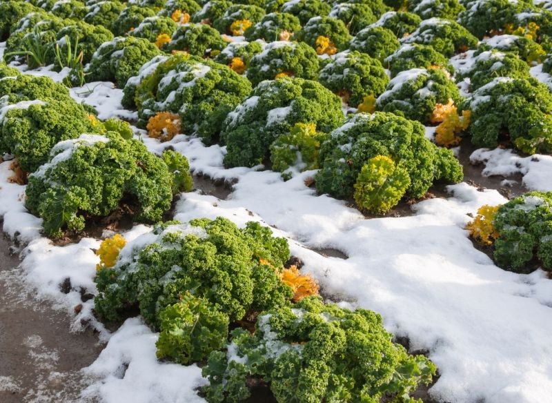 Jarmuż jest jednym z warzyw, które z powodzeniem zimują na grządkach w ogrodzie.