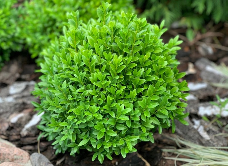 co zrobić żeby bukszpan szybciej rósł