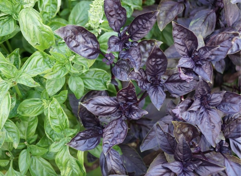 jak uprawiać bazylię Red Rubin