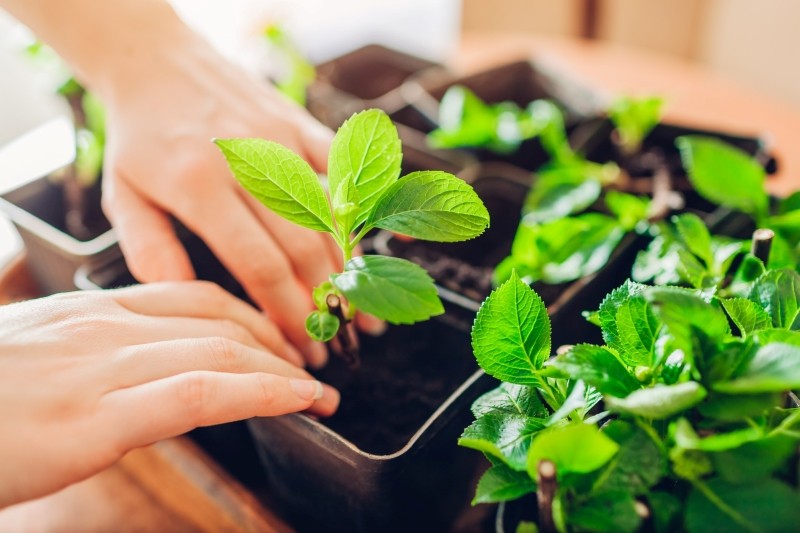 rozmnażanie krzewów przez sadzonki