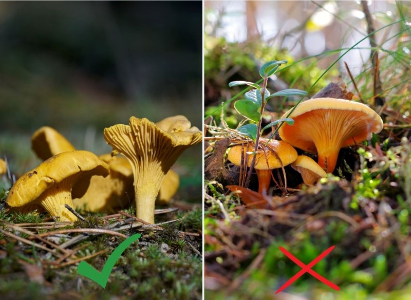trujące sobowtóry grzybów