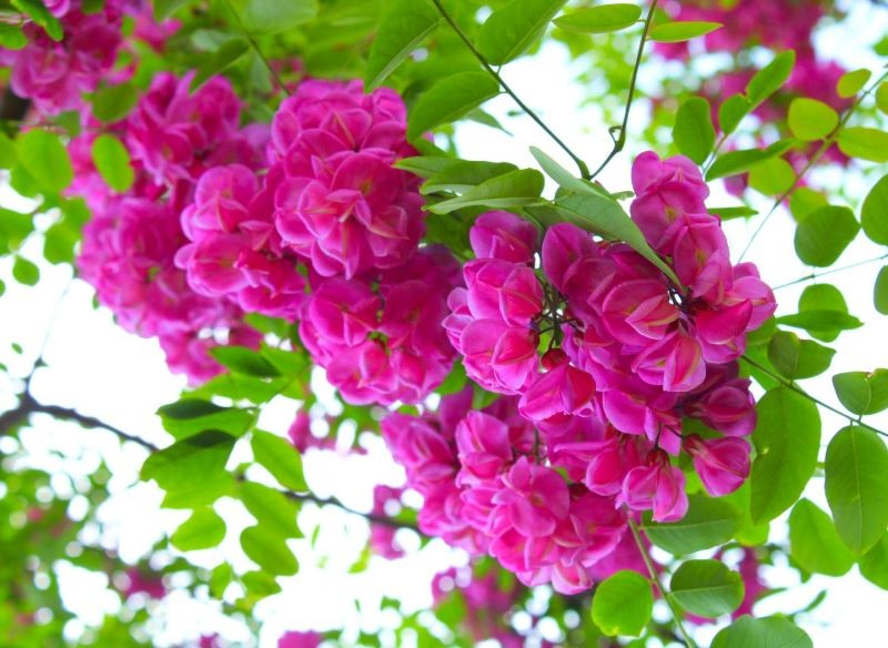 W trakcie kwitnienia nie sposób przeoczyć robinii szczeciniastej.