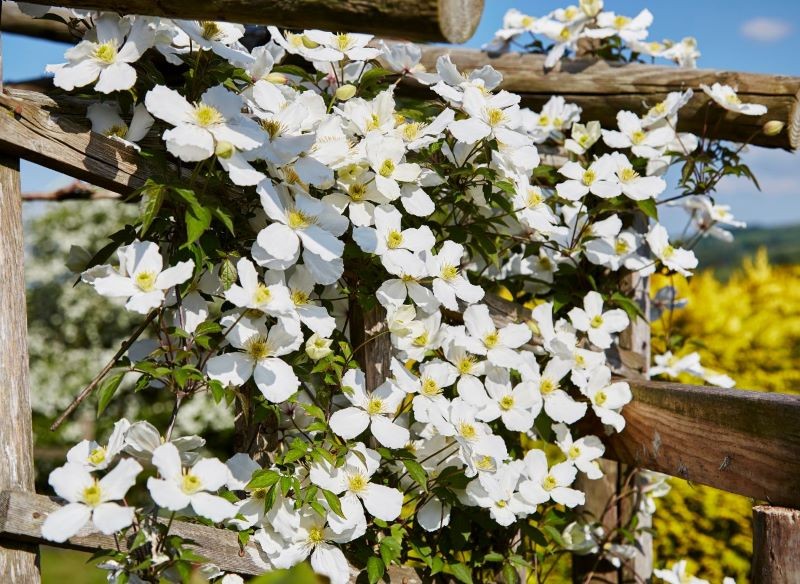 Zaciszne, słoneczne i osłonięte od wiatru miejsce będzie idealne dla powojnika montana.