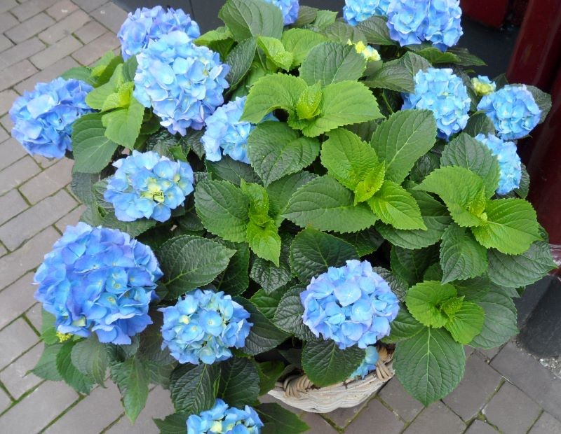 Hortensje, które chcemy przezimować, od końca lata podlewamy coraz rzadziej.