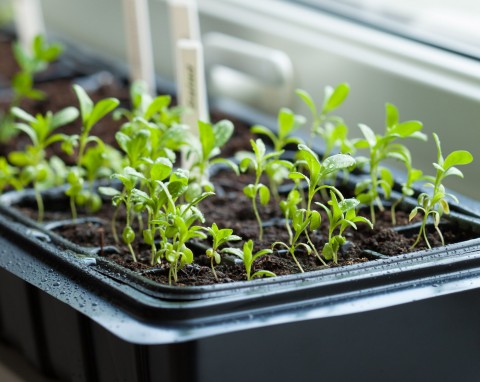Jak stratyfikować nasiona w zimie? Najskuteczniejsze metody i sprawdzone wskazówki