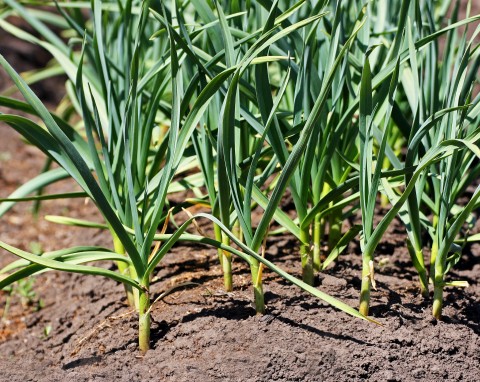 Uprawa czosnku z cebulek powietrznych. Jak posadzić go jesienią?