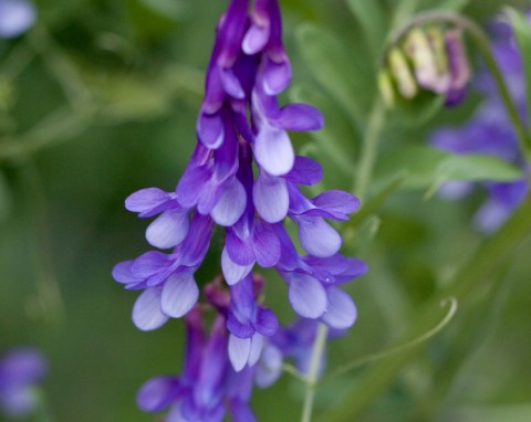 Wyka kosmata (Vicia villosa)