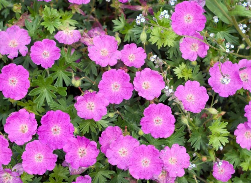 Po kwitnieniu warto rozmnożyć m.in. bodziszki czerwone.