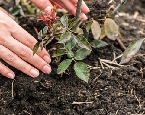 Błąd, który wielu ogrodników popełnia w zimie. Róże słabiej kwitną i częściej chorują
