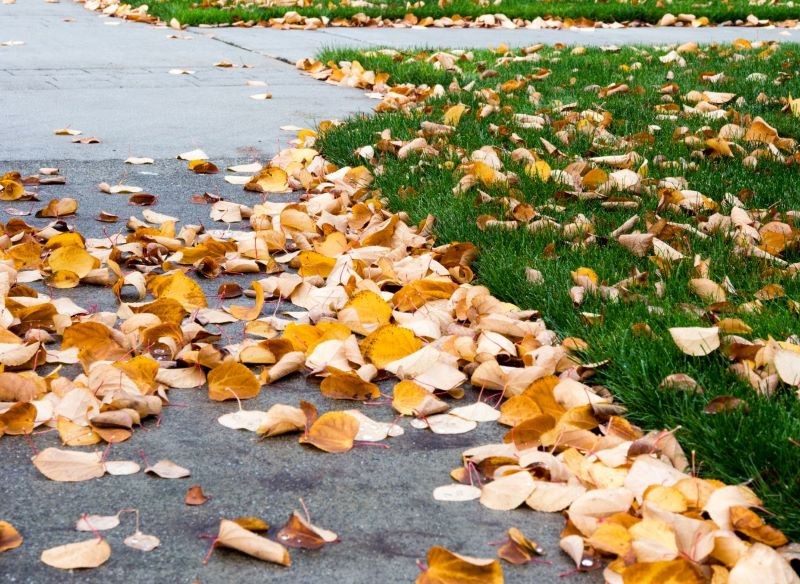 Właściciel posesji musi posprzątać liście z chodnika, który przylega do jego nieruchomości.