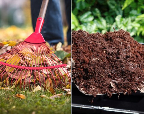 Jak zrobić kompost z liści? Do czego używać, korzyści ze stosowania