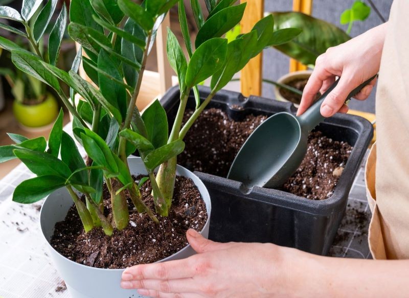 Zamiokulkas po przesadzeniu rośnie wolniej.