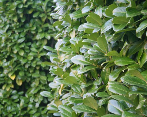 Posadź jesienią, a urośnie nawet 60 cm przez rok. Najlepsza na gęsty żywopłot