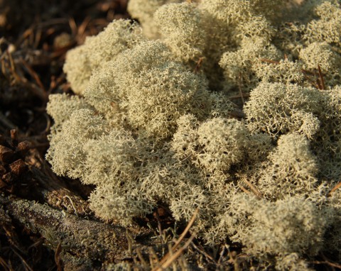 Chrobotek reniferowy (Cladonia rangiferina)
