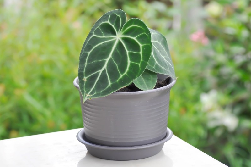 anturium crystallinum