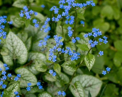 Wytrzymałe byliny do posadzenia w ogrodzie. Przetrwają surowe i mroźne zimy
