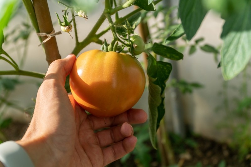 jak dostarczyć bor pomidorom