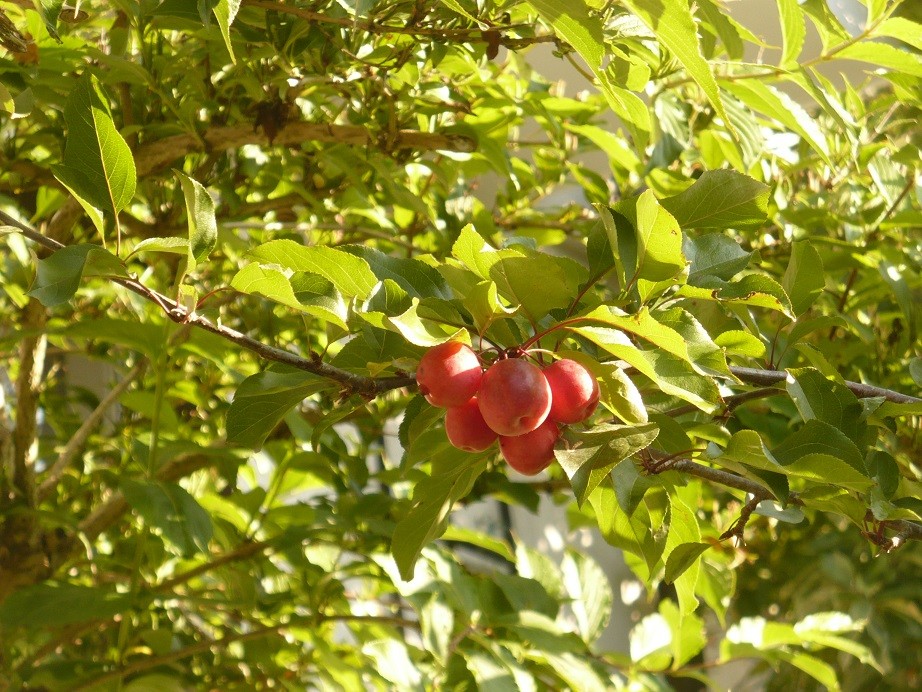 Pozostałe, Jesień................. - ..................i rajskie jabłuszka.................