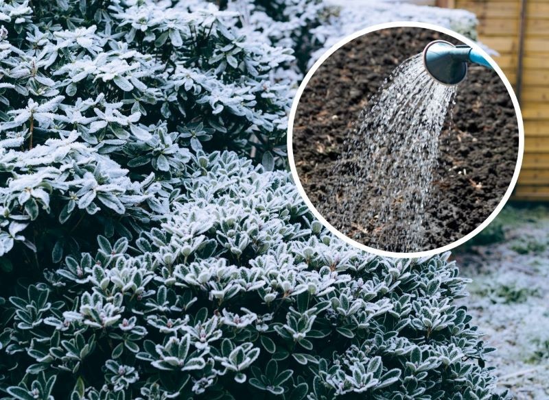 Podczas zimowego podlewania roślin w ogrodzie trzeba się trzymać kilku zasad, aby im nie zaszkodzić.