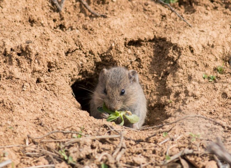 Nornice warto próbować zwalczyć naturalnymi metodami.