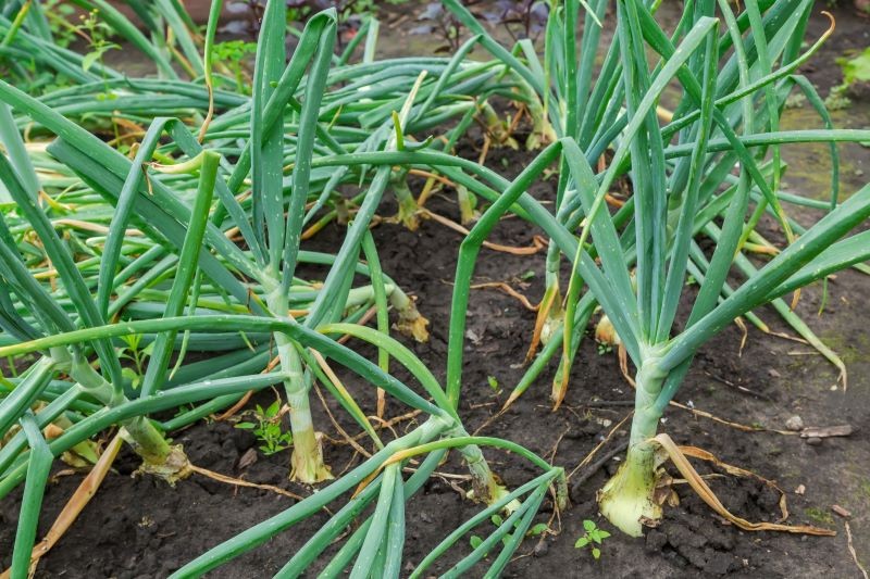 Załamujący się szczypior to jeden z sygnałów, że cebula jest gotowa do zbioru.